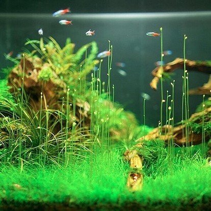 Как украсить аквариум: 40 интересных вариантов | taimyr-expo.ru