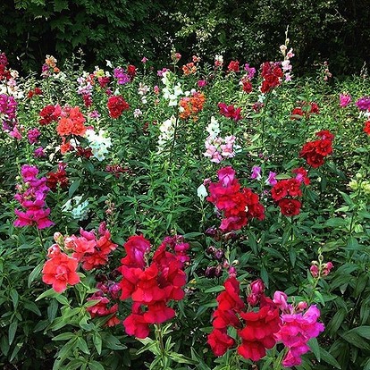 Дачные растения, цветущие всё лето: 10 саженцев для клумб