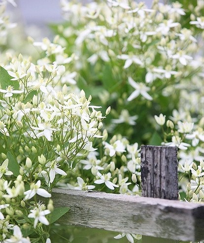 Многолетние вьющиеся растения (лианы) для дачи и сада: фото, названия, описание