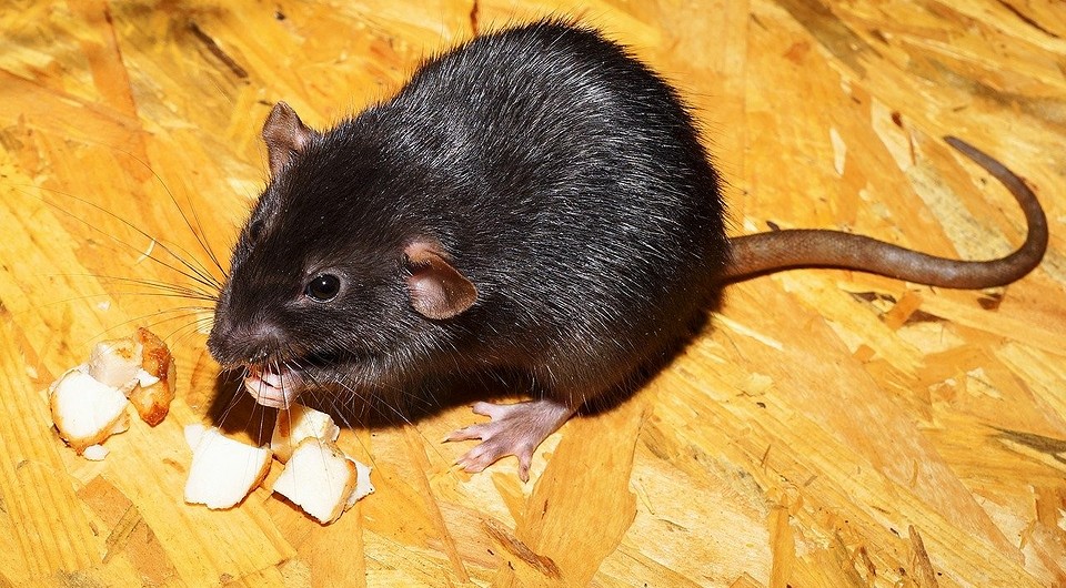 Как самостоятельно избавиться от крыс в доме? 5 простых способов