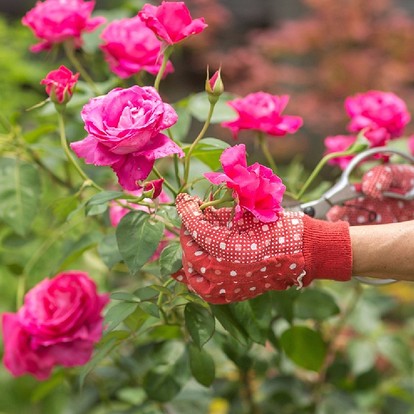 Почему не цветет роза в саду? | выращивание, уход, размножение растений
