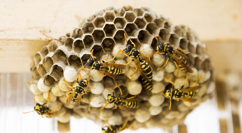 Как правильно поймать и удержать рой пчел