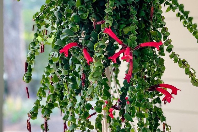 Как вырастить дома цветок эсхинантус, который украсит любой интерьер
