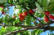 Как бороться с тлей на плодовых деревьях: 9 эффективных способов и список препаратов