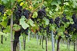 Обрезка винограда: подробные инструкции для садоводов, которые хотят получать хороший урожай