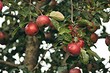 Обрезка яблони осенью: все важные правила и инструкция