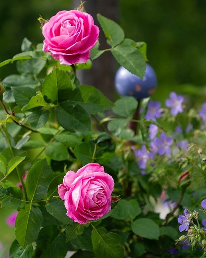 Клумба из роз перед домом (72 фото)