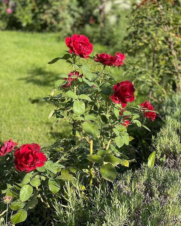 Клумба с розами перед домом