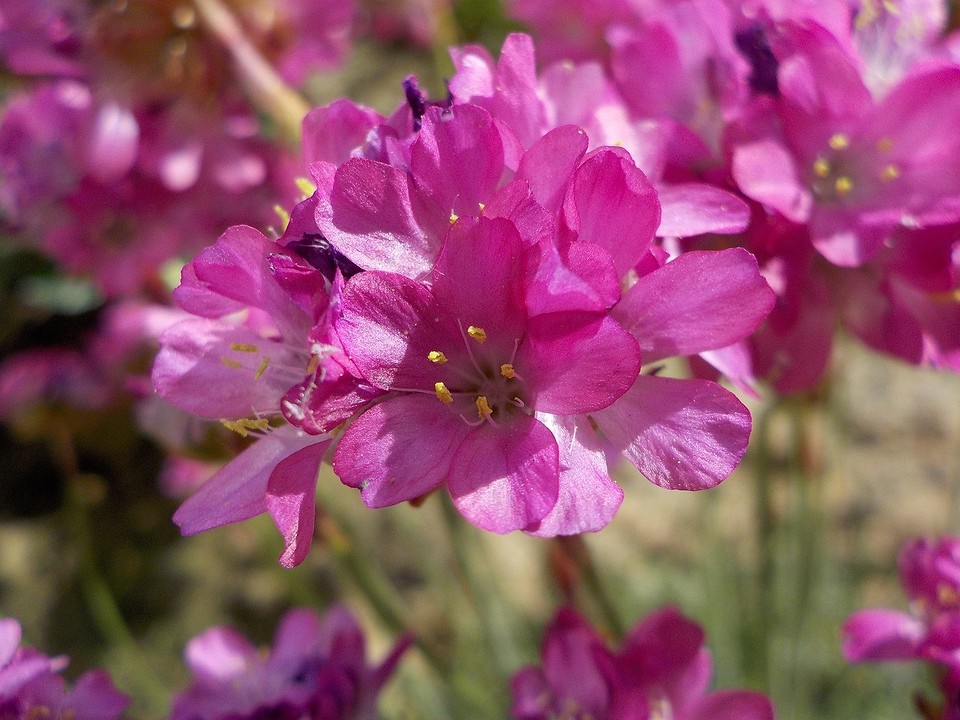 Армерия приморская— прекрасный и нежный цветок в саду