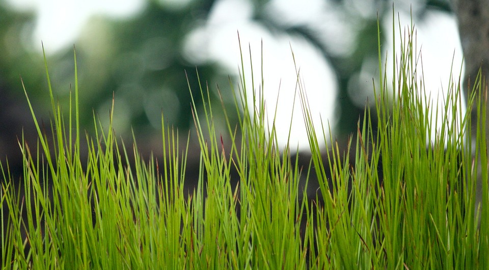 Газонная трава: как выбрать оптимальную смесь семян для разных участков сада