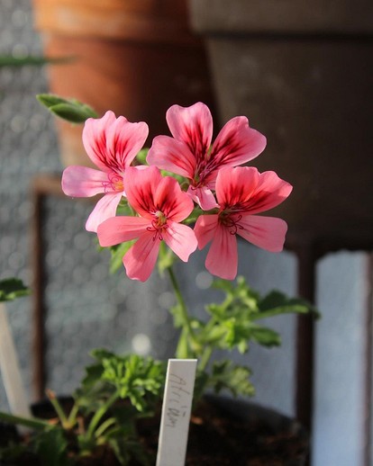 Молодое растение герани | Geraniums, Container gardening vegetables, Indoor flowers