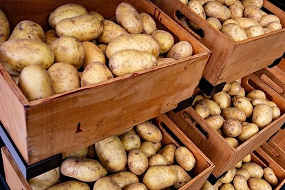 Как правильно хранить картофель в квартире и погребе: где и при какой температуре