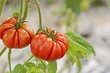 8 сортов помидоров, которые дадут самый вкусный урожай