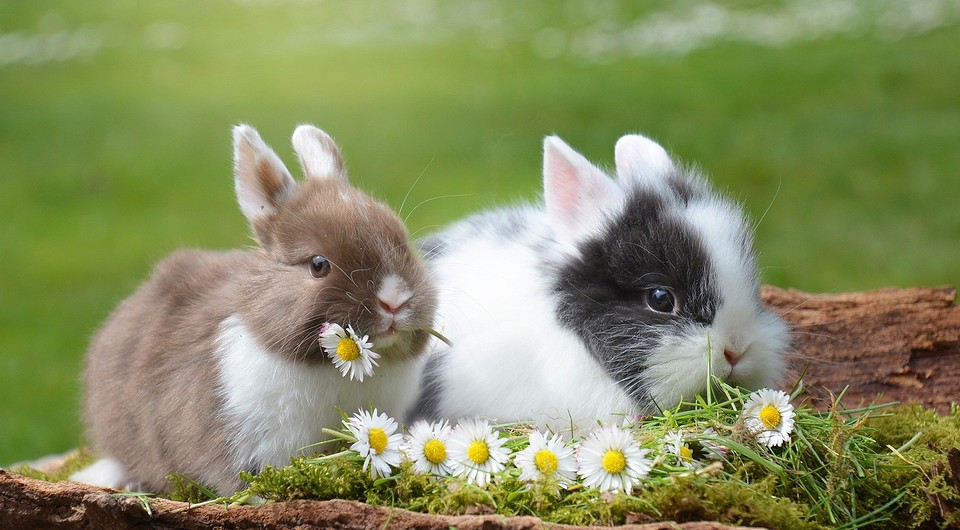 Čím krmit králíky a jak jim zpestřit jídelníček: 4 druhy povolených potravin a seznam zákazů