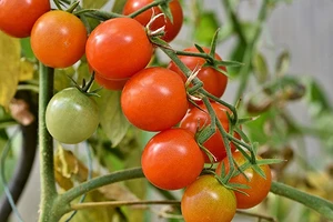 Kdy zasadit rajčata na otevřeném prostranství v roce 2024: tabulky příznivých dnů podle lunárního kalendáře a tipy