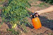 Как бороться с фитофторой на помидорах в открытом грунте: 16 народных, аптечных и химических средств