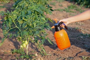 Jak bojovat proti plísni na rajčatech v otevřeném terénu: 16 lidových, farmaceutických a chemických prostředků