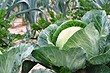 Чем подкормить капусту в июле для формирования кочана: 11 эффективных удобрений