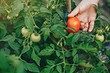 Посадка помидоров в июне: особенности, сроки 2024, благоприятные дни и советы по уходу