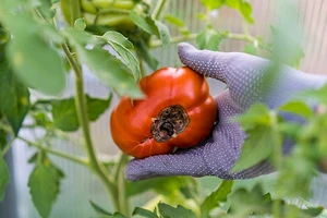 Вершинная гниль на помидорах в теплице, что делать? 7 народных и магазинных средств