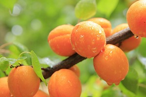 Как вырастить абрикос из косточки в саду или квартире: полезные советы, инструкция и получение плодов