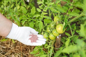 Чем подкормить помидоры в июле, чтобы получить обильный урожай: 7 народных и магазинных средств с названиями