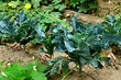 Что можно посадить в капусту: 15 лучших соседей среди овощей, зелени, цветов, худшие компаньоны