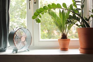 Как помочь комнатным растениям пережить летнюю жару? 7 нужных советов