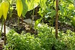 Как избавиться от мокрицы в огороде: самые эффективные методы борьбы с сорняком