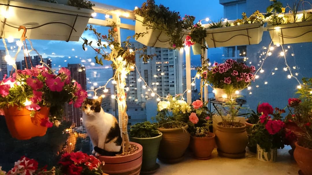 Маленький стильный огород на городском балконе: фото
